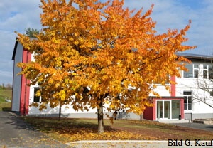 Schule Herbstbild Schule Herbstbild